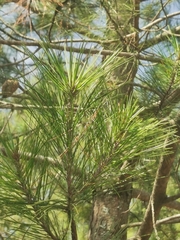 Pinus greggii, photograph (c) M. Socorro González Elizondo, some rights reserved (CC BY-SA)
