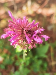 Agastache palmeri