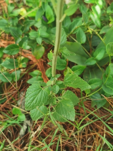 Agastache palmeri, photograph 2