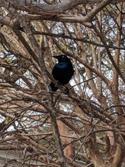 Quiscalus quiscula