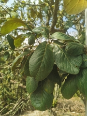 Quercus obtusata, photograph (c) M. Socorro González Elizondo, some rights reserved (CC BY-SA)