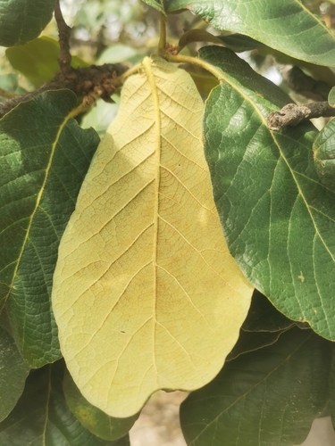 Quercus obtusata, photograph 4