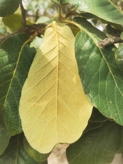 Quercus obtusata, photograph (c) M. Socorro González Elizondo, some rights reserved (CC BY-SA)