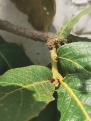 Quercus obtusata, photograph (c) M. Socorro González Elizondo, some rights reserved (CC BY-SA)