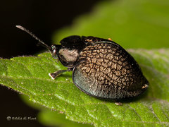 Cyrtonota conglomerata