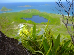 Epidendrum ciliare