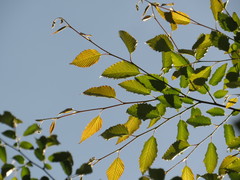 Carpinus tropicalis