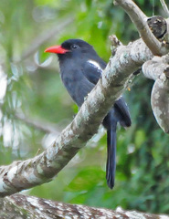 Black Nunbird photo 2