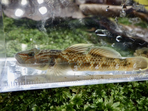 Brown Goby