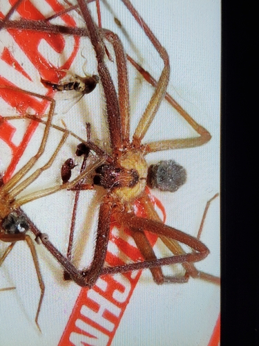 Brown Recluse
