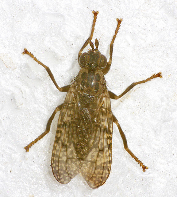 Sphecomyiella