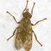 Sphecomyiella - Photo (c) David G. Barker, some rights reserved (CC BY-NC), uploaded by David G. Barker