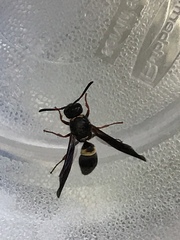 Ancistrocerus unifasciatus
