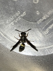 Ancistrocerus unifasciatus