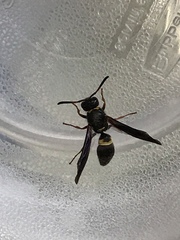 Ancistrocerus unifasciatus