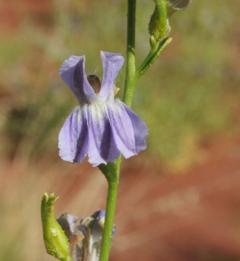 Goodenia hartiana