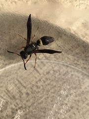 Ancistrocerus unifasciatus