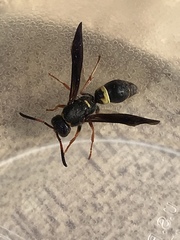 Ancistrocerus unifasciatus