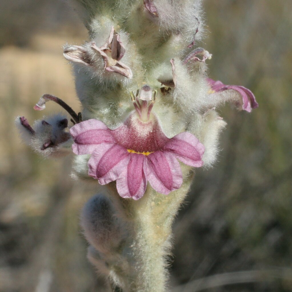 Goodenia sericostachya