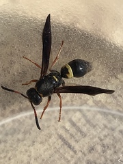 Ancistrocerus unifasciatus