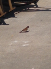 Passer domesticus
