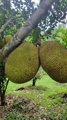 Artocarpus heterophyllus image