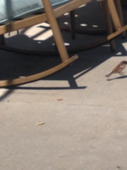 Passer domesticus