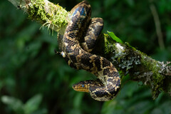 Atlantic Forest Boa photo 1