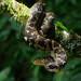 Cropan's Boa - Photo (c) harisson, some rights reserved (CC BY-NC), uploaded by harisson