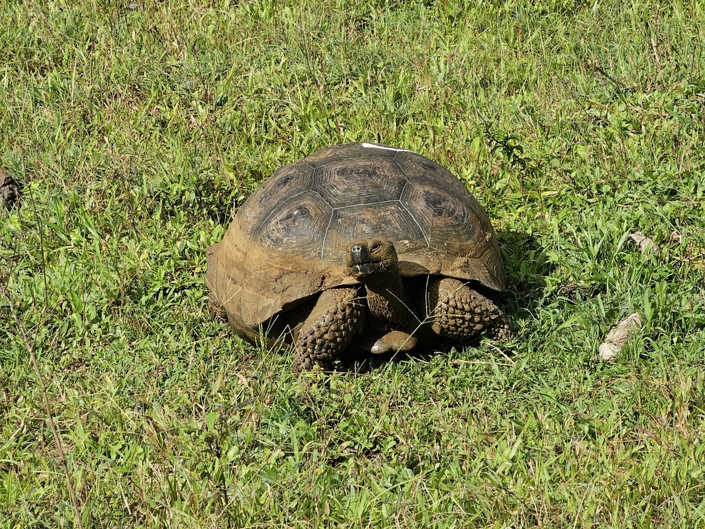 Galápagos Giant Tortoise from Santa Rosa, Ecuador on November 20, 2023 ...