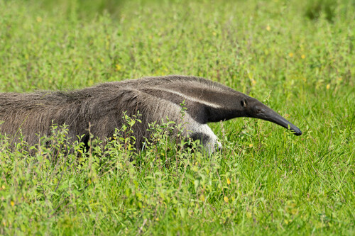 Giant Anteater