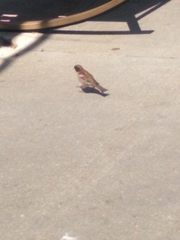 Passer domesticus