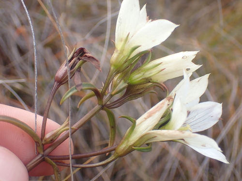 Image of Gentianella stellata by (c) Paul Bell-Butler, some rights reserved (CC BY)