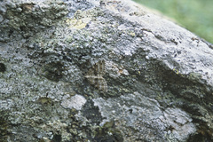 Entephria caesiata