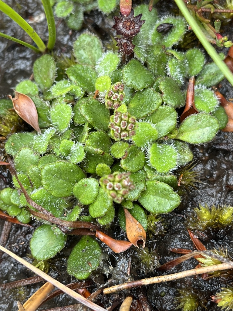 tiny flannel flower