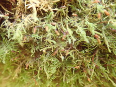Claopodium crispifolium