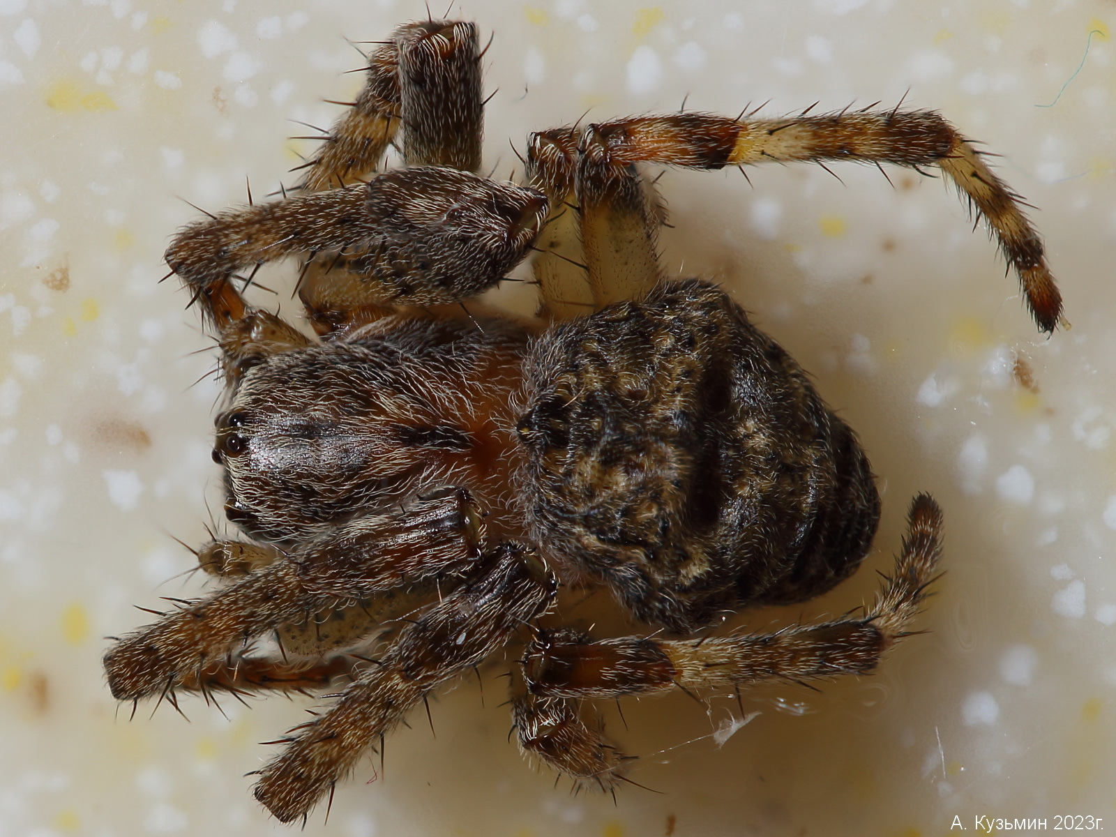 Паук Neoscona subfusca