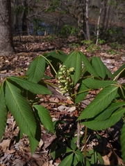 Aesculus sylvatica
