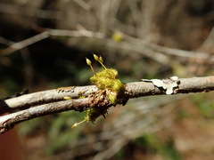 Orthotrichum consimile