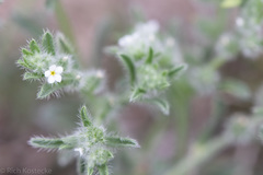 Cryptantha mexicana