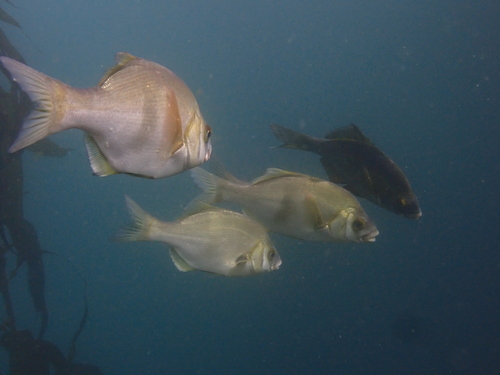 Rubberlip seaperch (Rhacochilus toxotes) — Embiotocidae — 4