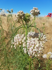 Asclepias fascicularis