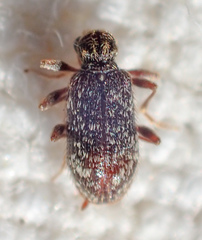 Ptinus