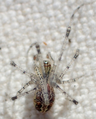 Theridion punctipes