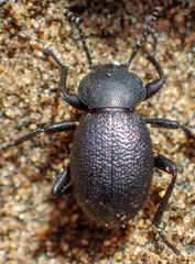 Eleodes parvicollis