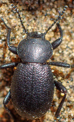 Eleodes parvicollis