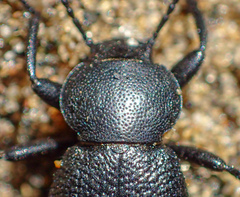 Eleodes parvicollis