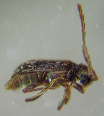 Ptinus