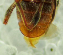 Ptinus