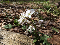 Cardamine bulbosa